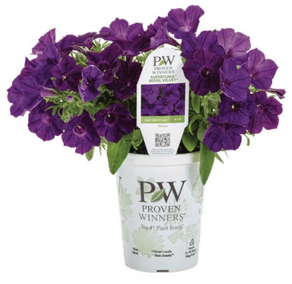 4 Inch Petunia Supertunia Royal Velvet