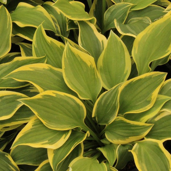 1g Pilgrim Hosta
