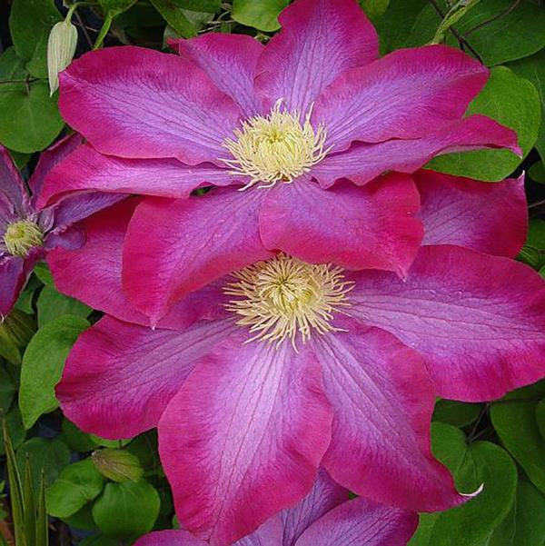 1g Pink Champagne Clematis