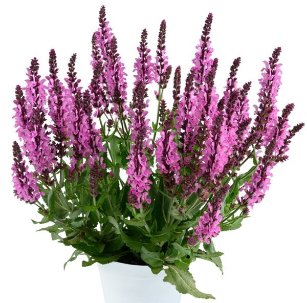 1g Pink Nebula Meadow Sage