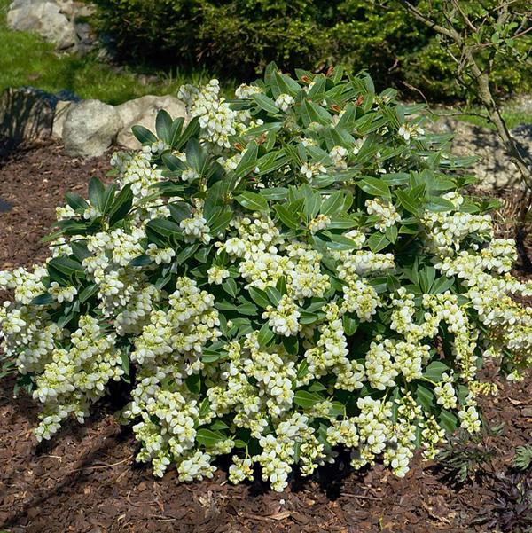2g Prelude Japanese Pieris