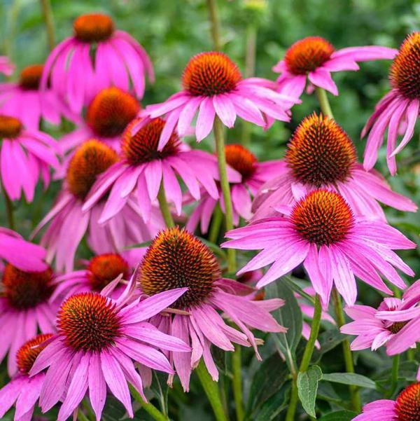 Purple Coneflower - 11cm Pot