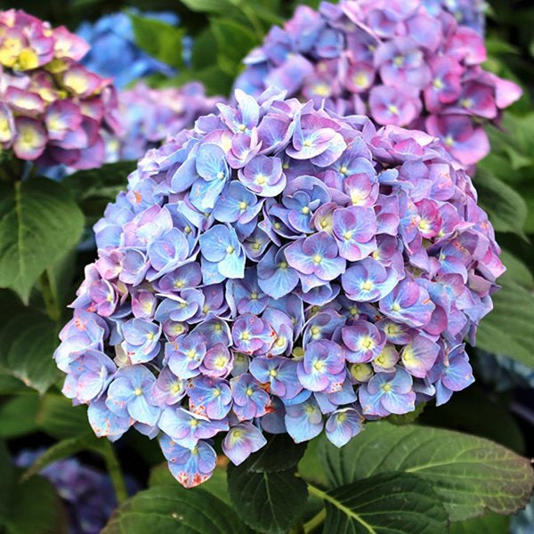5g Purple Passion Bigleaf Hydrangea