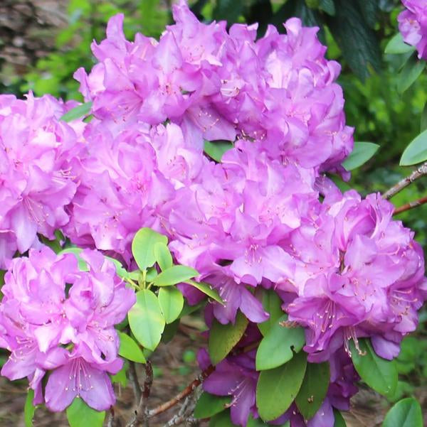 3g Purple Passion Rhododendron