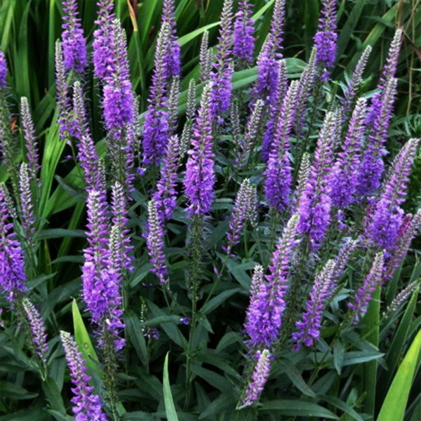1g Purpleicious Speedwell