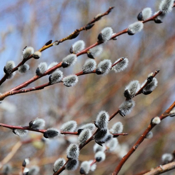 2g Pussy Willow