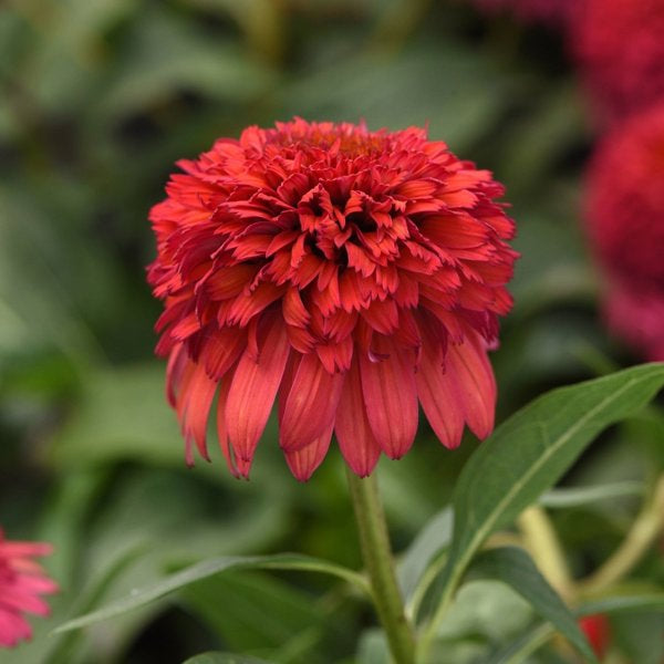 1g Raspberry Deluxe Coneflower