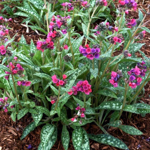 1g Raspberry Splash Lungwort