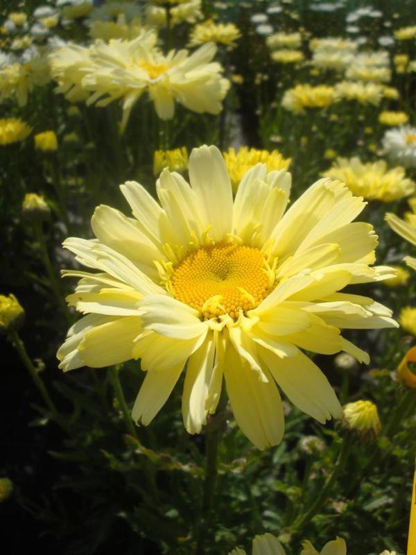 Real Dream Shasta Daisy - 11cm Pot