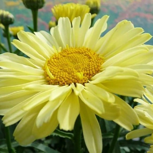 1g Real Sunbeam Shasta Daisy