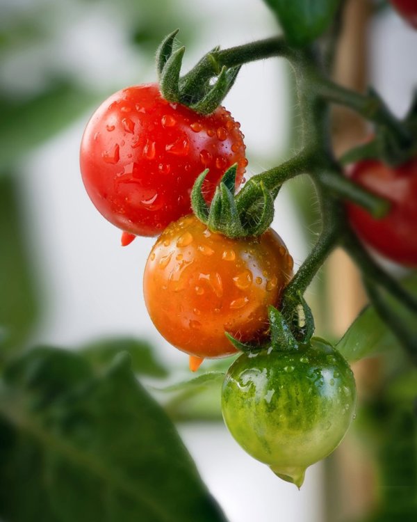 4 Inch Red Cherry Tomato