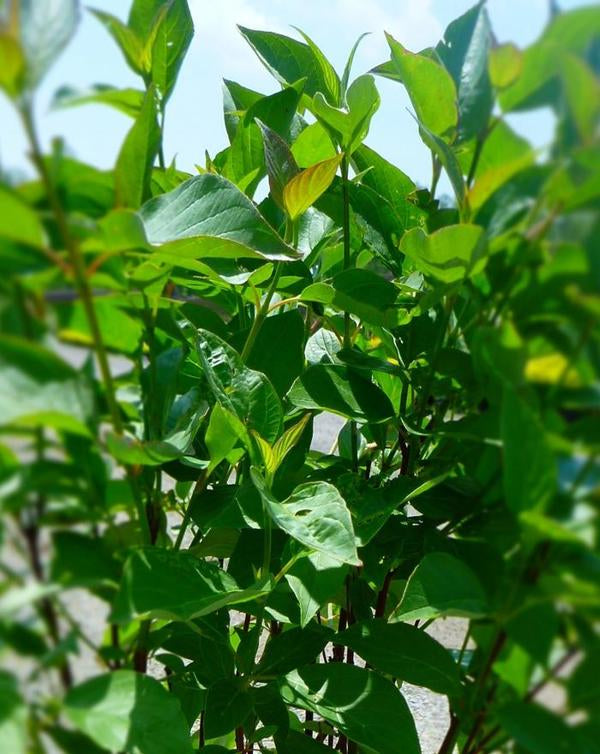 2g Red Osier Dogwood