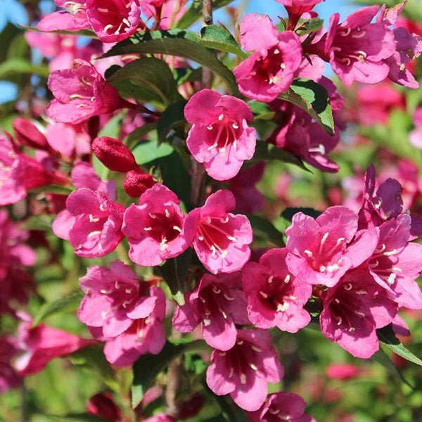 2g Red Prince Weigela