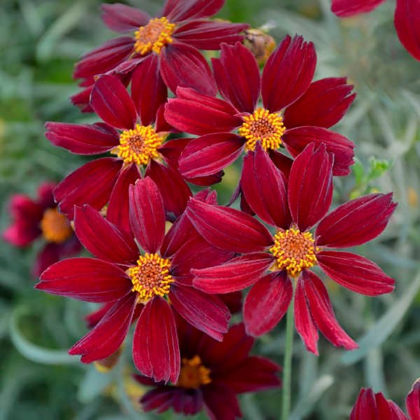 1g Red Satin Threadleaf Coreopsis