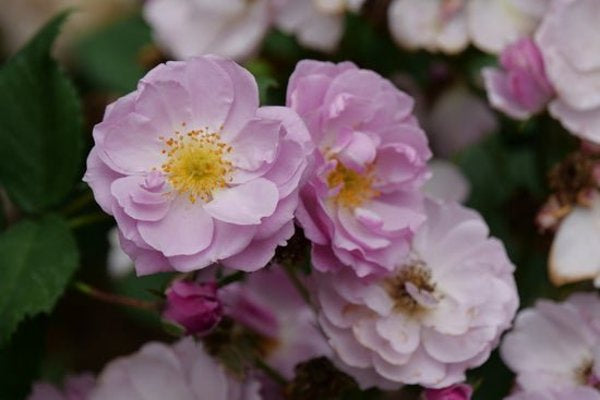 1 Quart Rise Up Lilac Days Rose