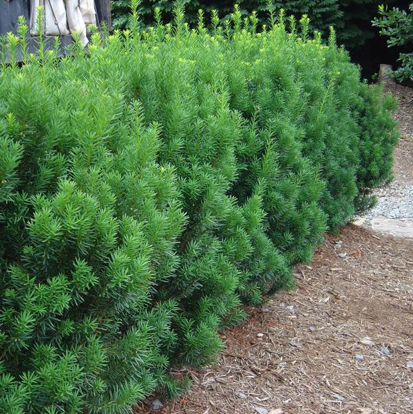 5g Rising Star Hybrid Yew