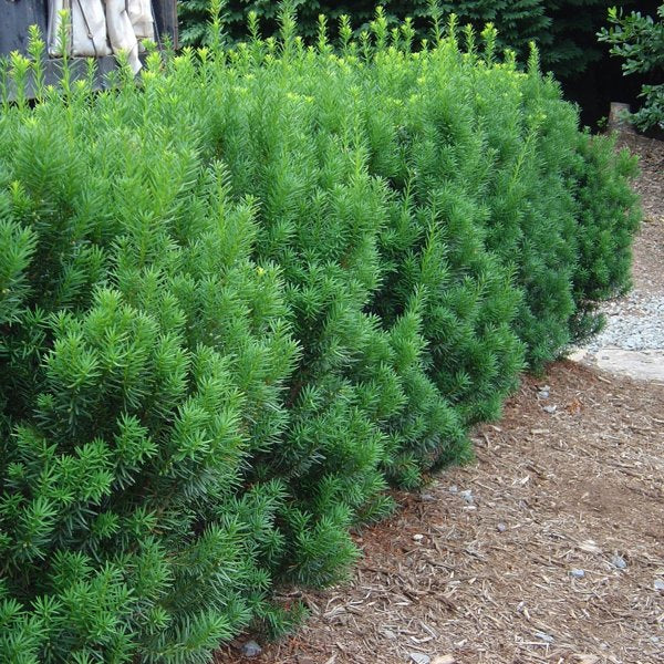 40cm 3g Rising Star Yew