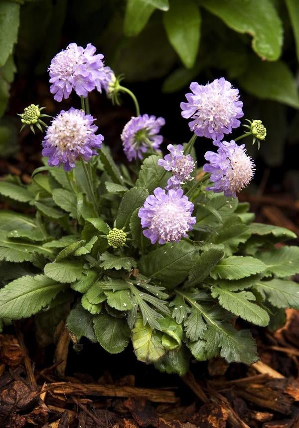 Ritz Blue Pincushion Flower - 11cm Pot