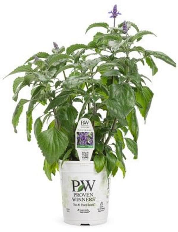 4 Inch Salvia Rockin' Playin' the Blues