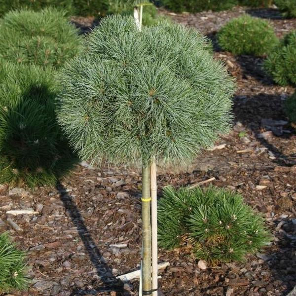 5g Sea Urchin Eastern White Pine Standard
