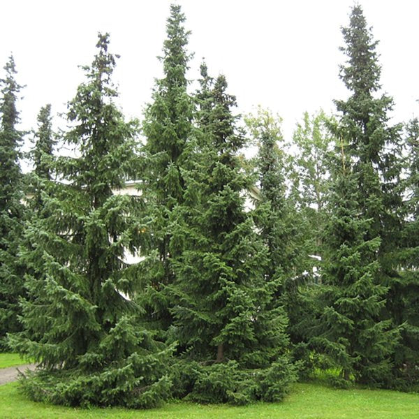 2g Serbian Spruce