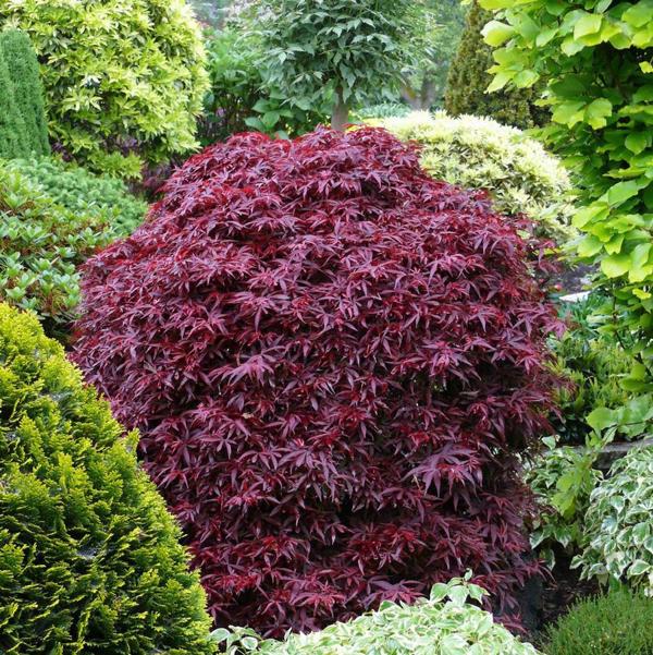 5g Shaina Japanese Maple