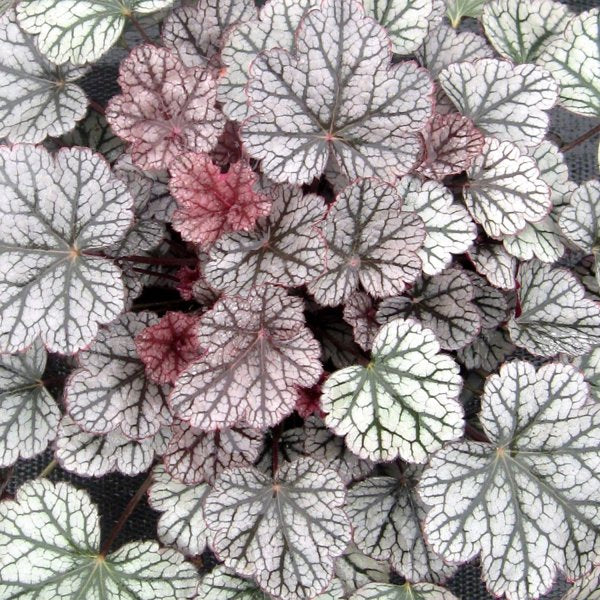 1g Silver Scrolls Coral Bells