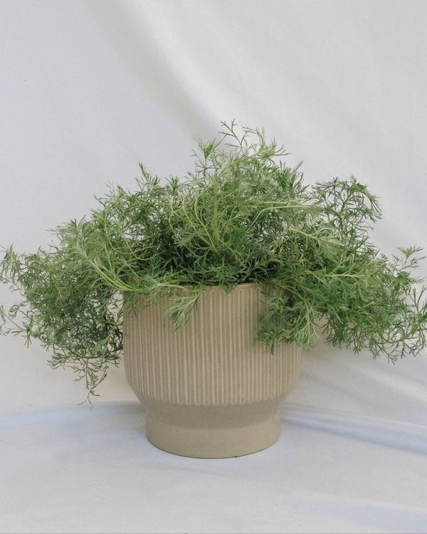 1g Silvermound Artemesia