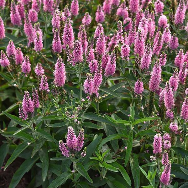 1g Skyward Pink Speedwell