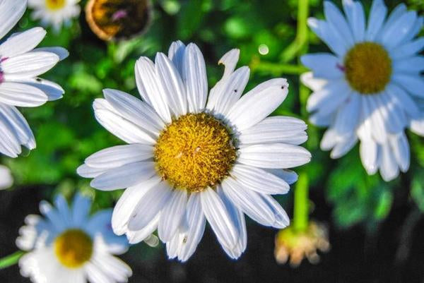 Snow Lady Shasta Daisy - 11cm Pot