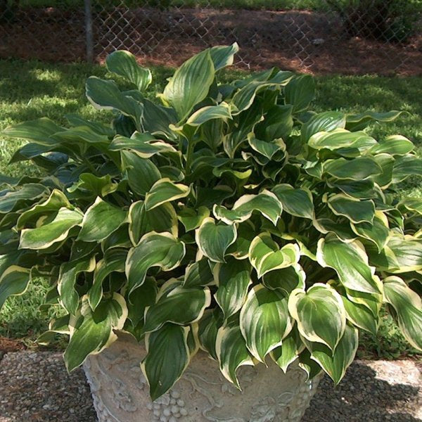 1g So Sweet Hosta