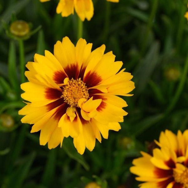 1g Solanna Sunset Bright Tickseed