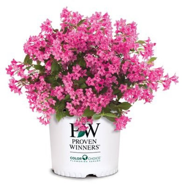 1 Quart Sonic Bloom Pink Reblooming Weigela