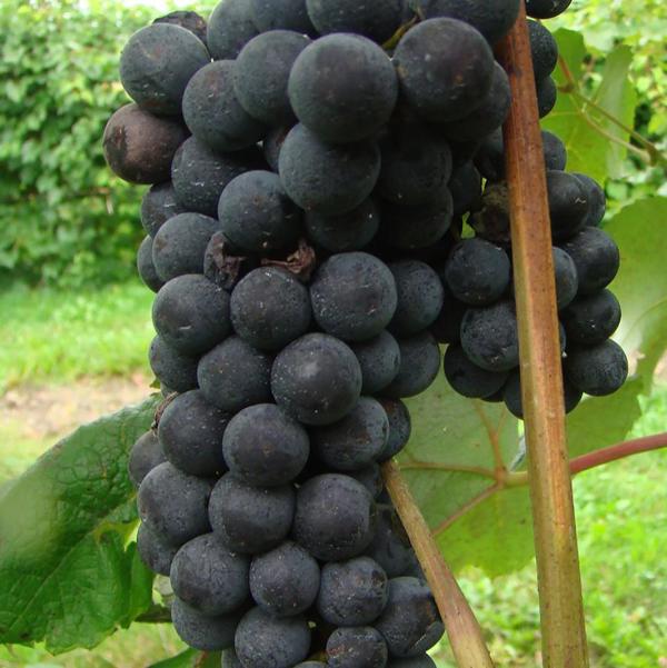 1g Sovereign Coronation Blue Grape