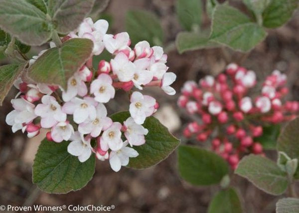 1 Quart Spice Girl Korean Spice Viburnum