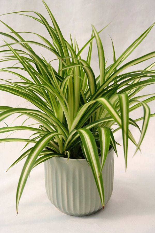 Spider Plant 5" Maria - 5 Inch Grower Pot