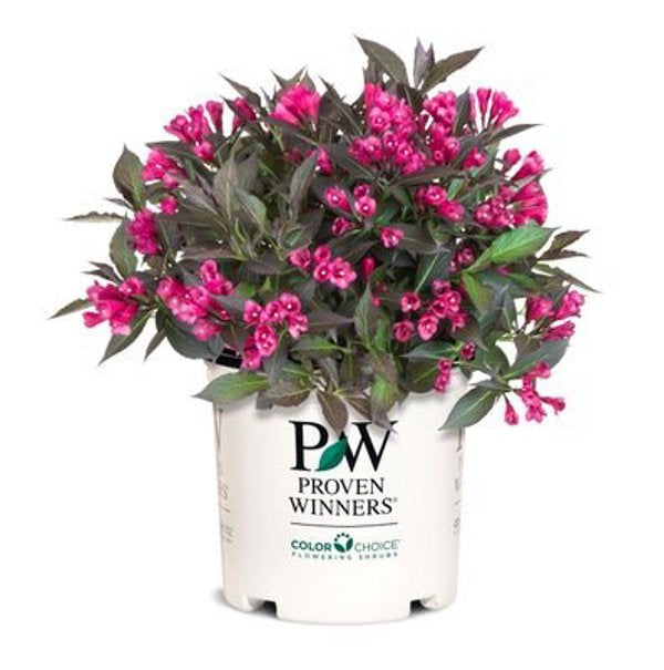 1 Quart Spilled Wine Weigela florida
