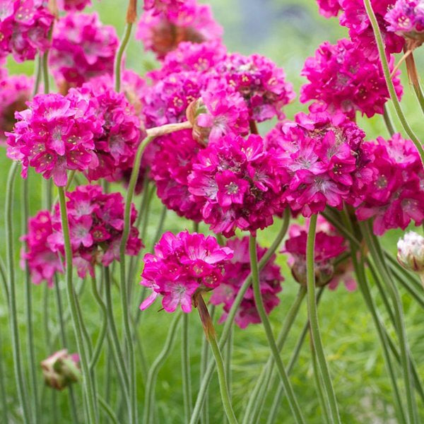1g Splendens Sea Thrift