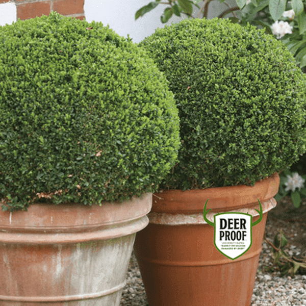 2g Sprinter Boxwood
