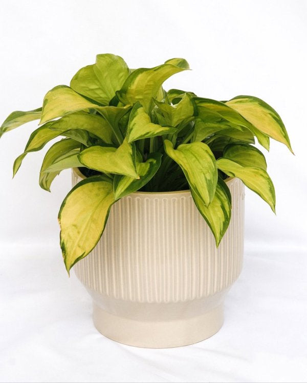 2g Stained Glass Hosta