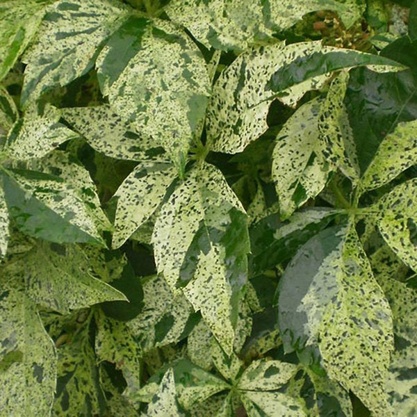 1g Star Showers Virginia Creeper