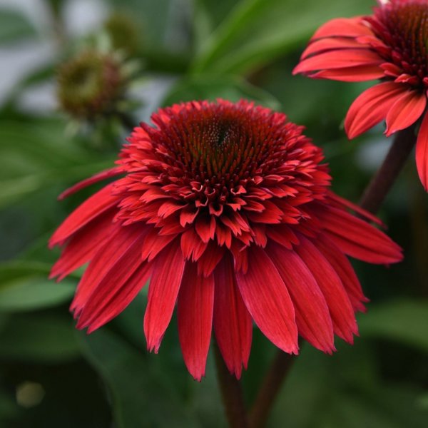 1g Strawberry Deluxe Double Scoop Coneflower