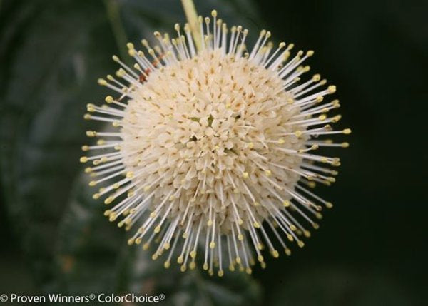 1 Quart Sugar Shack Buttonbush