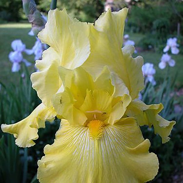 1g Summer Olympics Tall Bearded Iris