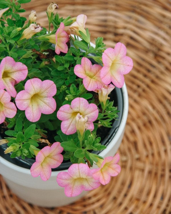 4 Inch Superbells Honeyberry