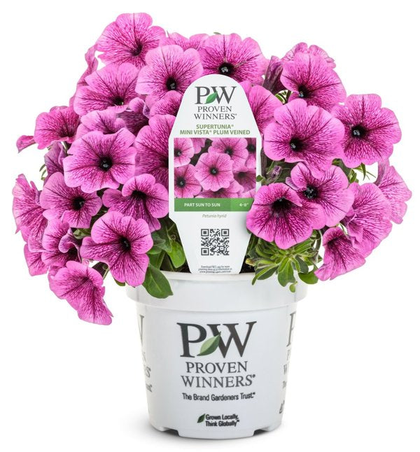 4 Inch Supertunia Mini Vista Plum Veined Petunia