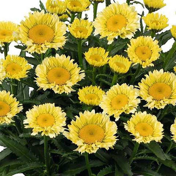 1g Sweet Daisy Izabel Shasta Daisy