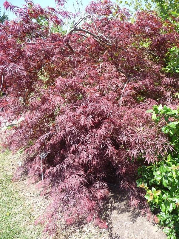 2g Tamukeyama Laceleaf Japanese Maple