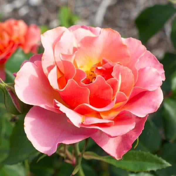 2g Tequila Supreme Rose