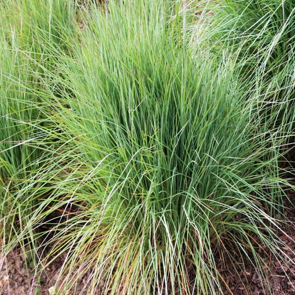 1g The Blues Little Bluestem